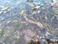 Tropical seashore underwater landscape with corals, seaweed and starfish or sea ??snake star Royalty Free Stock Photo