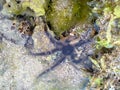 Tropical seashore underwater landscape with corals, seaweed and starfish or sea ??snake star Royalty Free Stock Photo