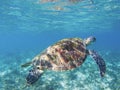 Tropical seashore underwater photo. Marine tortoise undersea. Royalty Free Stock Photo