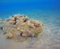 Tropical seaside, coral reef landscape with plants and animals