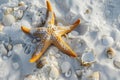 Tropical seaside with sea star and seashells on sand, summer holiday, background. Travel and beach vacation Royalty Free Stock Photo