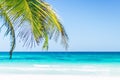 Tropical seaside view and palm trees over turquoise sea at exotic sandy beach in Caribbean sea Royalty Free Stock Photo