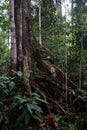 Tropical Secondary Forest