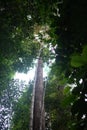 Tropical Secondary Forest