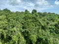 Tropical Secondary forest