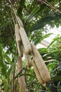 Tropical Seed Pods in Botanical Garden, Underneath Canopy View