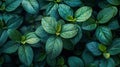 Tropical Serenity: Closeup of Lush Green Leaves in a Garden with Dark Background