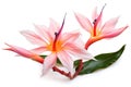 Tropical Serenity: Isolated Pink Bird of Paradise Flowers against a White Background - Exotic Floral Delight