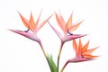 Tropical Serenity: Isolated Pink Bird of Paradise Flowers against a White Background - Exotic Floral Delight