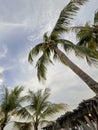 Tropical Serenity: Palm Trees and Evening Sky