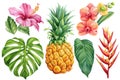 Tropical Set. Exotic flower hibiscus, orchid, monstera palm leaf and pineapple, ripe fruit. Jungle watercolor painting.