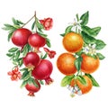 Tropical Set Fruits on isolated background, watercolor botanical. Orange and pomegranate with leaves and flowers. Royalty Free Stock Photo