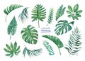 Tropical set of leaves on a white background.