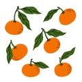 Tropical set orange mandarine and leaves. Hand drawn orange tangerine isolated on white background. for fabric, drawing labels,