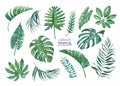 Tropical set of palm leaves, etc., for design and decor.