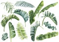 Tropical set of plants on a white background. Watercolor hand painted, summer clipart, palm leaves Royalty Free Stock Photo