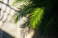 Tropical Shadow palm leaves. Generate Ai Royalty Free Stock Photo