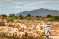 Tropical sheep farm in Vietnam