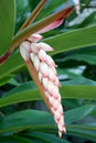 Tropical Shell Ginger with beautiful ivory and pink flower buds