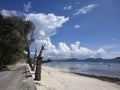 Tropical shore with dead trees and giant clouds at Ladigue Seychelles Royalty Free Stock Photo