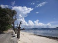 Tropical shore with dead trees and giant clouds at Ladigue Seychelles