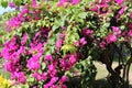 Tropical shrub with bright pink flowers. Red bougainville flowers blooming in the garden with blue sky background. Royalty Free Stock Photo