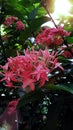 Tropical shrub