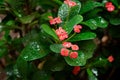 Tropical shrubbery in the rain