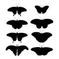 Tropical black silhouette butterflies set.
