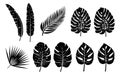 Tropical silhouettes leaves collection. Vector isolated elements on the white background Royalty Free Stock Photo