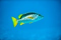 Tropical Silver Fish in Caribbean Reef Blue Sea Royalty Free Stock Photo