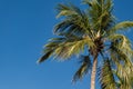 Tropical single palm tree close up against a blue sunny sky Royalty Free Stock Photo