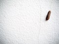 Tropical slug, leech, snail without shell climbing on rough white painted house wall