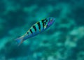 Tropical small colourful fish swimming underwater at indian ocean at Maldives