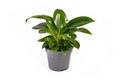 Tropical small `Philodendron Green Princess` houseplant in flower pot d on white background