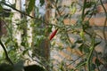 Tropical Small Red Chili or Cabe Rawit merah, still in the tree