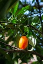 Tropical small ripe orange citrus fruits kumquats on tree, close Royalty Free Stock Photo