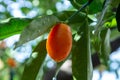 Tropical small ripe orange citrus fruits kumquats on tree, close Royalty Free Stock Photo