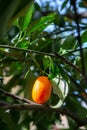 Tropical small ripe orange citrus fruits kumquats on tree, close Royalty Free Stock Photo