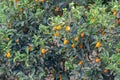Tropical small ripe orange citrus fruits kumquats on tree, close Royalty Free Stock Photo