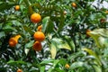 Tropical small ripe orange citrus fruits kumquats on tree, close Royalty Free Stock Photo