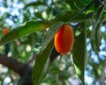 Tropical small ripe orange citrus fruits kumquats on tree, close Royalty Free Stock Photo