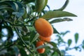 Tropical small ripe orange citrus fruits kumquats on tree, close