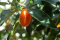 Tropical small ripe orange citrus fruits kumquats on tree, close Royalty Free Stock Photo