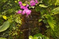 Tropical small waterfall among green plants and pink orchids