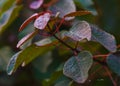 Tropical smokebush Royalty Free Stock Photo