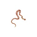 Tropical snake isolated on white background. Vector