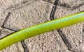 Tropical snake run over and dead on the road Mexico Royalty Free Stock Photo