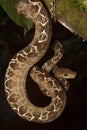 Tropical snake, tree boa Corallus hortulanus Royalty Free Stock Photo