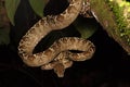 Tropical snake, tree boa Corallus hortulanus Royalty Free Stock Photo